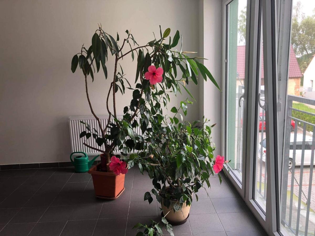 Apartman Na Lukach - Kopretina Třeboň Exteriör bild